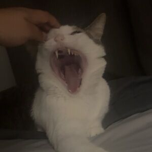 Meet your Posher, Angel